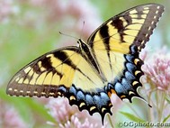 Butterflies of North America Screen Saver and Wallpaper screenshot